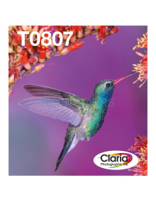 EPSON T080 Hummingbird multipack in Easy Mail packaging